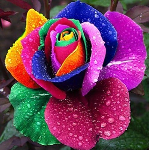100 semi Rare semi Olanda Arcobaleno Rosa Fiori Lover colorate piante di giardino domestiche raro Della Rosa semi